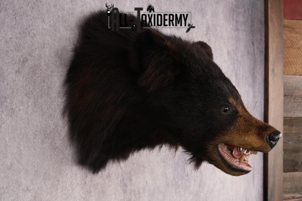 Black Bear Shoulder Mount SKU 2939 - Image 5