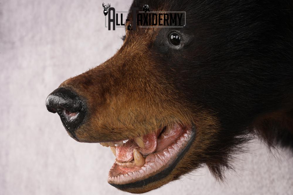 Black Bear Shoulder Mount SKU 2939 - Image 3