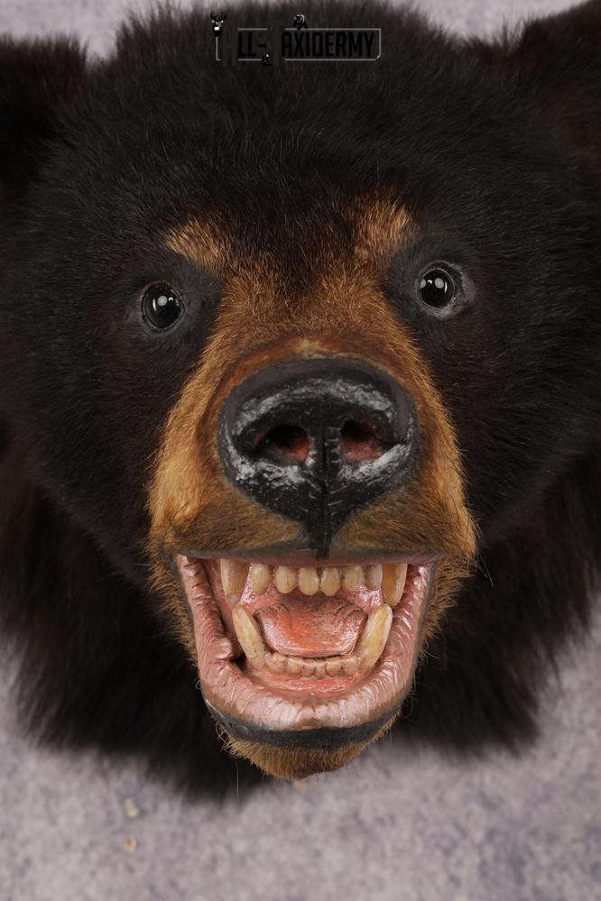 Black Bear Shoulder Mount SKU 2939 - Image 2