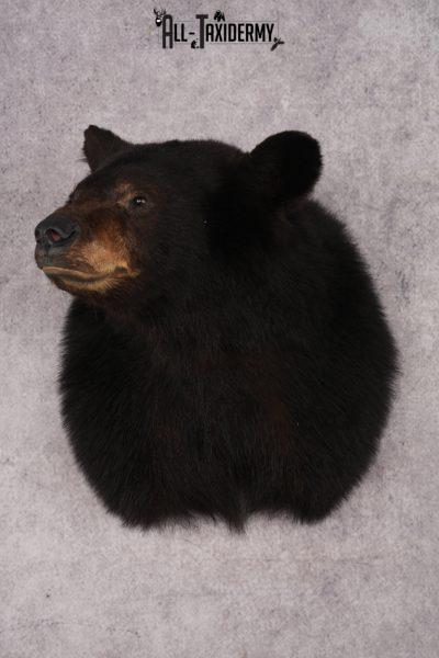 Black Bear Shoulder Mount SKU 2941