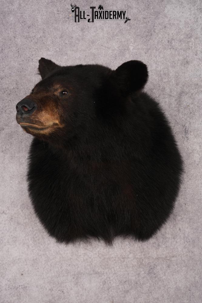 Black Bear Shoulder Mount SKU 2941