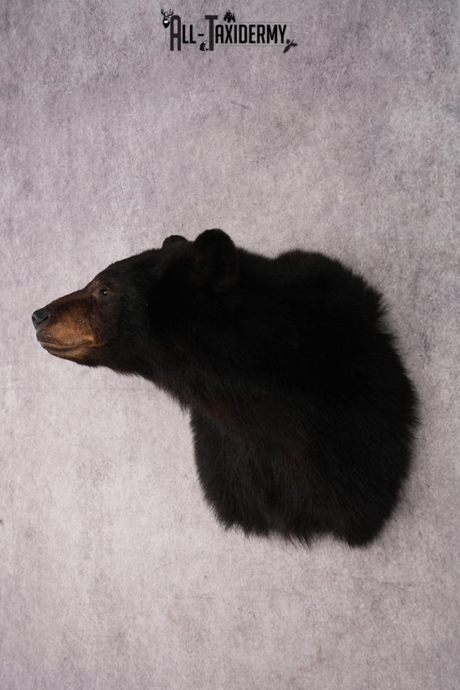 Black Bear Shoulder Mount SKU 2941 - Image 8