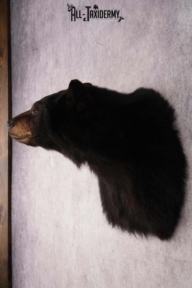 Black Bear Shoulder Mount SKU 2941 - Image 7