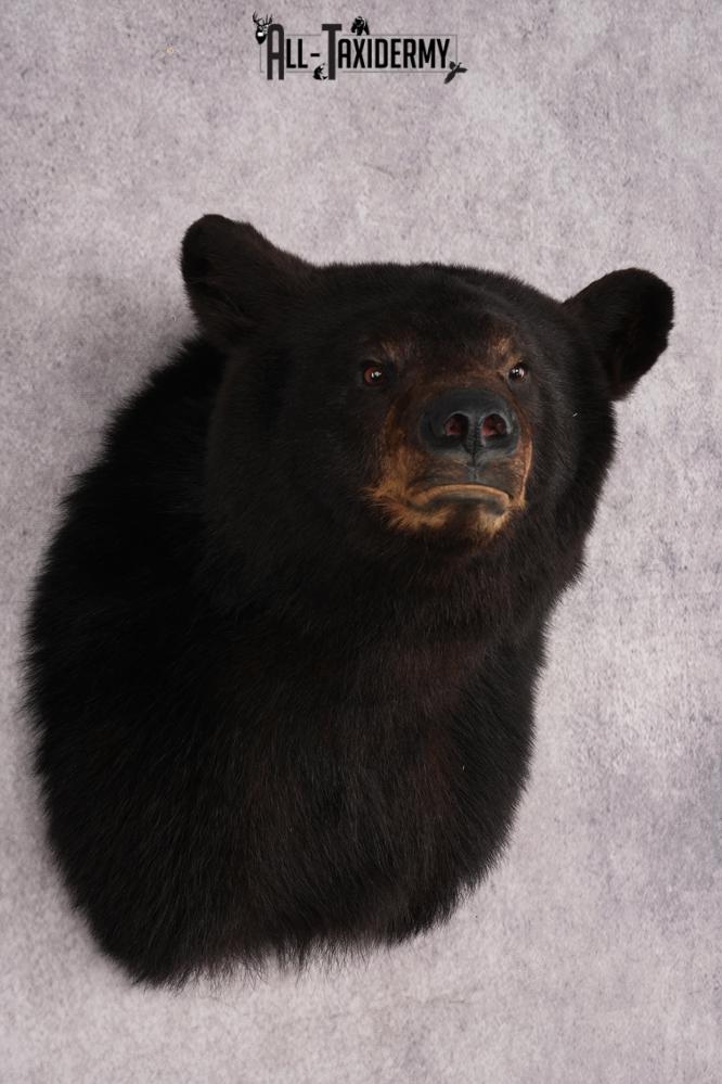 Black Bear Shoulder Mount SKU 2941 - Image 6