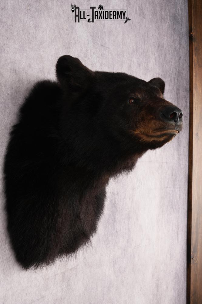 Black Bear Shoulder Mount SKU 2941 - Image 5