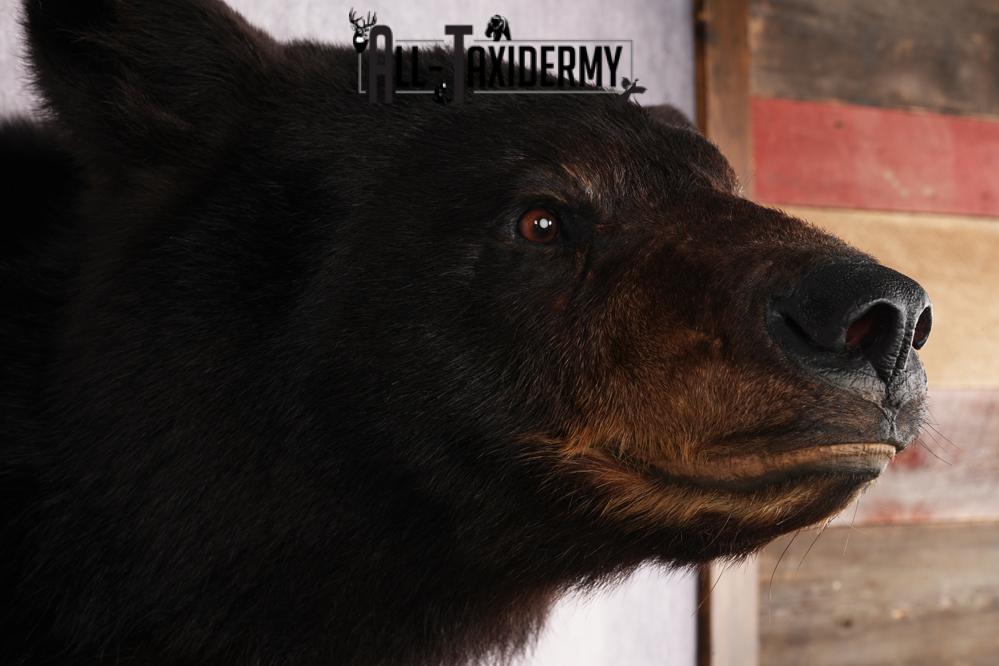 Black Bear Shoulder Mount SKU 2941 - Image 4