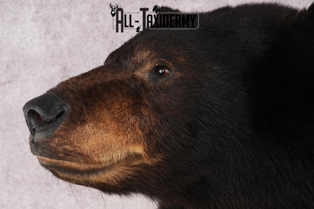 Black Bear Shoulder Mount SKU 2941 - Image 3