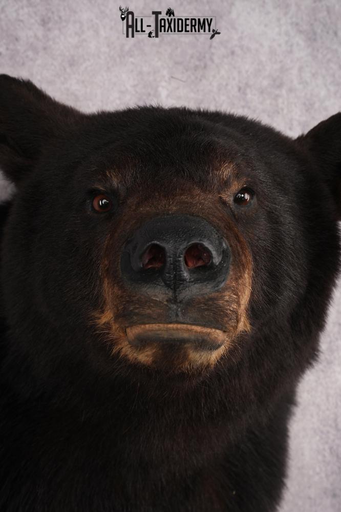 Black Bear Shoulder Mount SKU 2941 - Image 2