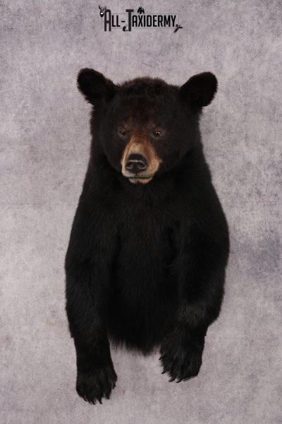 Half Body Black Bear SKU 2974