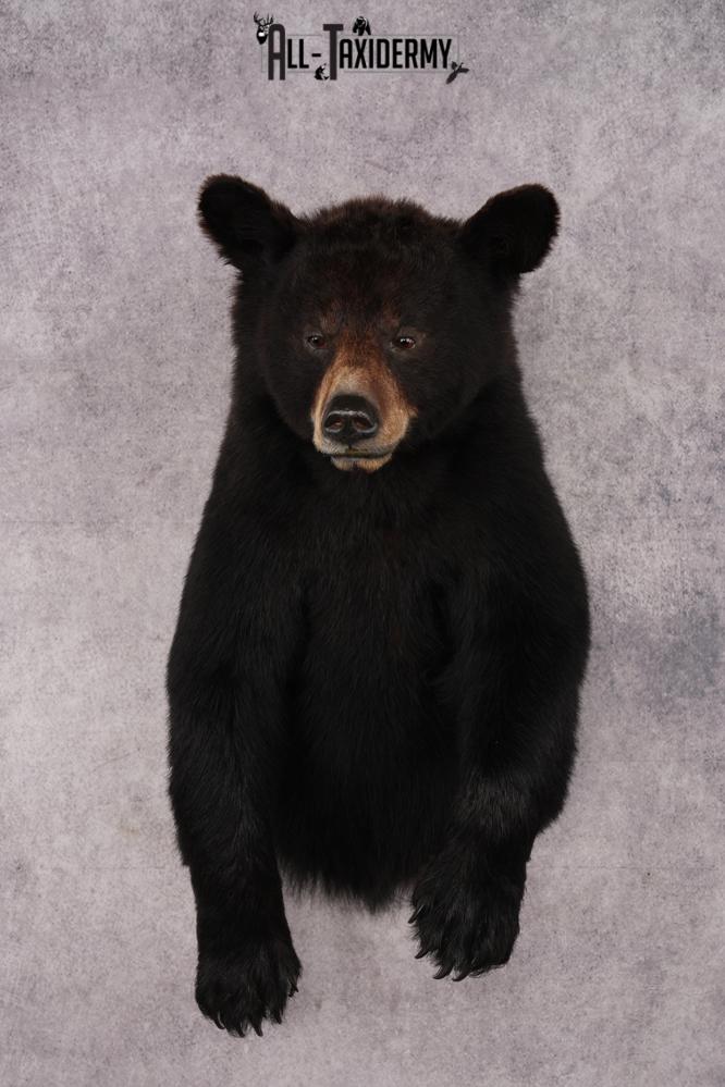 Half Body Black Bear SKU 2974