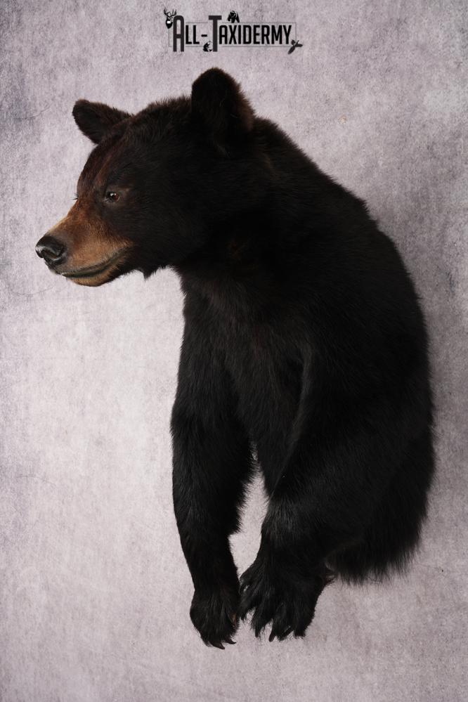 Half Body Black Bear SKU 2974 - Image 8