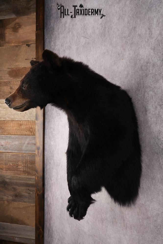 Half Body Black Bear SKU 2974 - Image 7