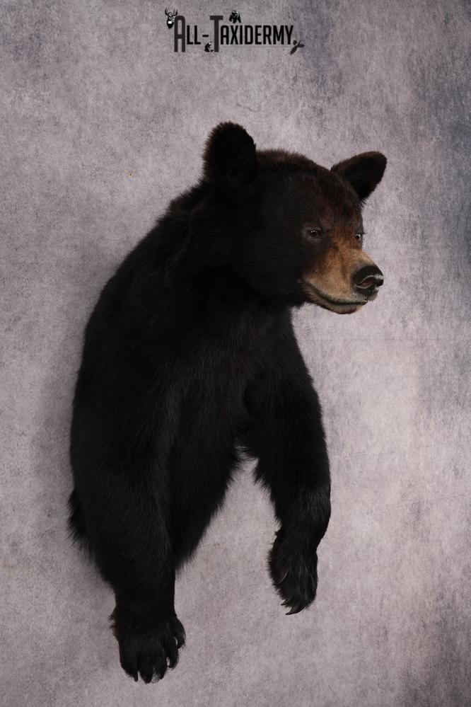 Black Bear Half Body Mount