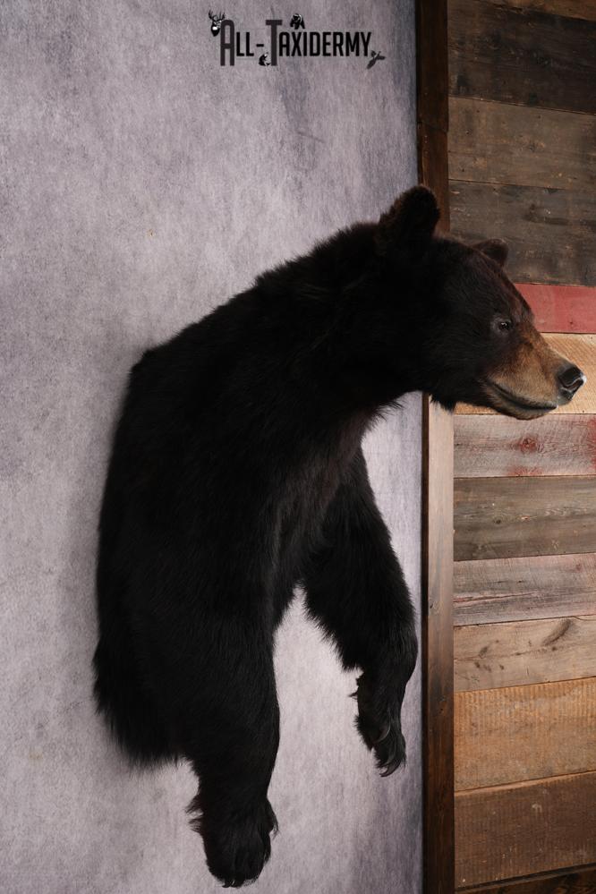 Half Body Black Bear SKU 2974 - Image 5