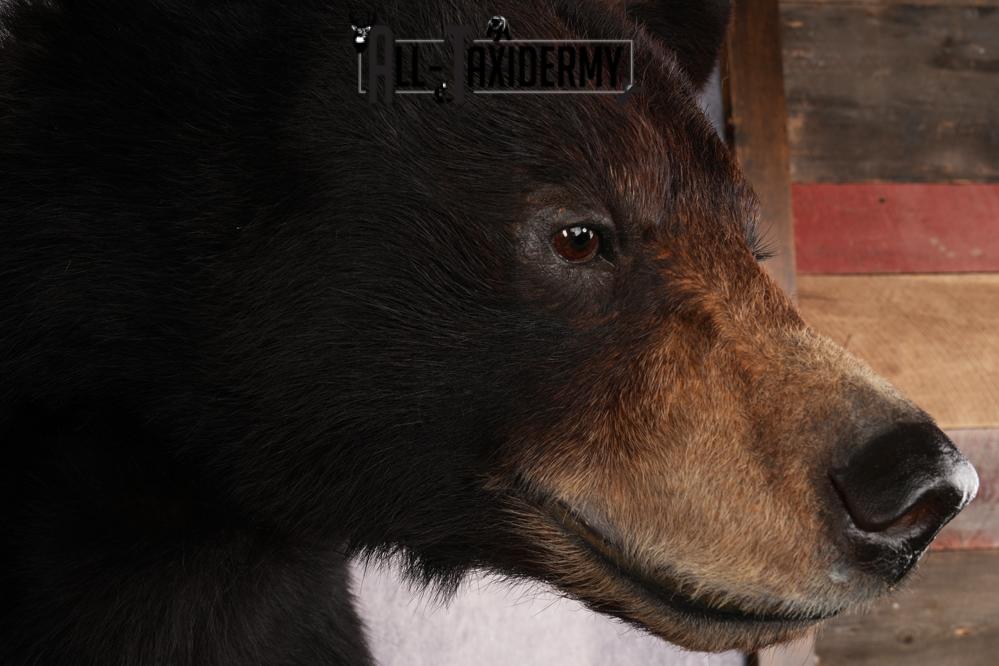 Half Body Black Bear SKU 2974 - Image 4