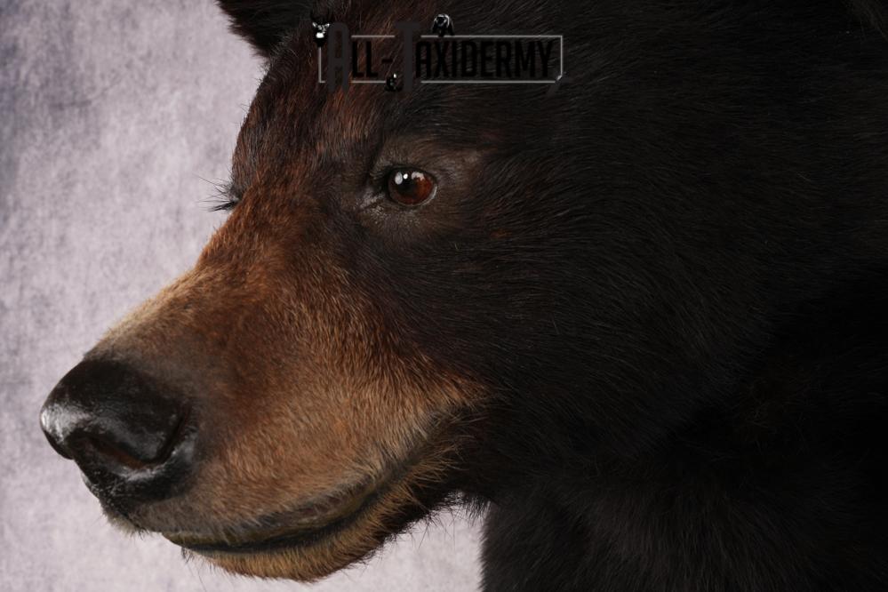 Half Body Black Bear SKU 2974 - Image 3