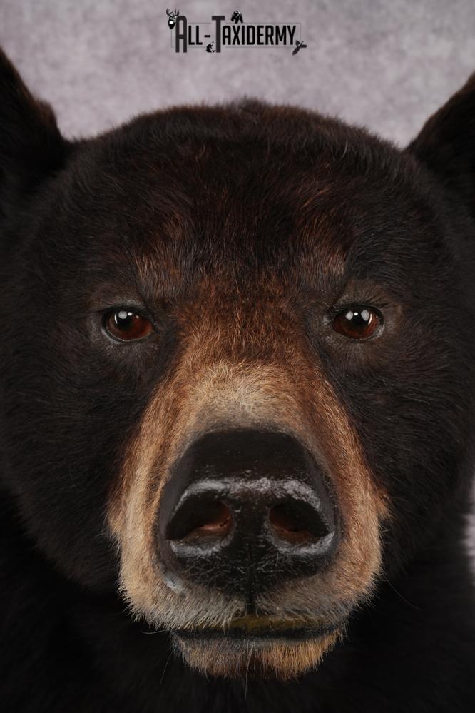 Half Body Black Bear SKU 2974 - Image 2