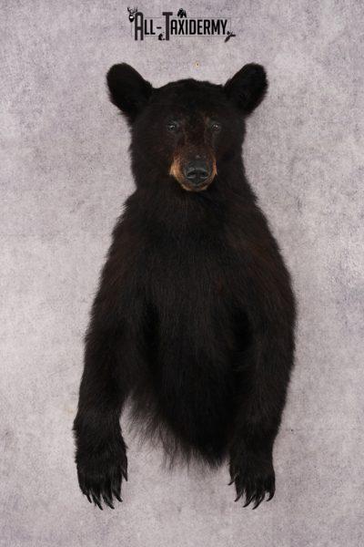 Half Body Black Bear SKU 2936