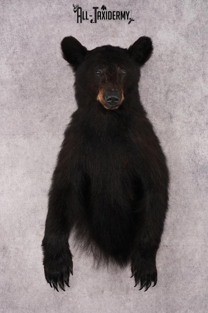 Half Body Black Bear SKU 2936