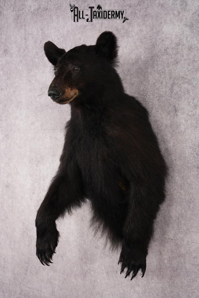 Half Body Black Bear SKU 2936 - Image 8