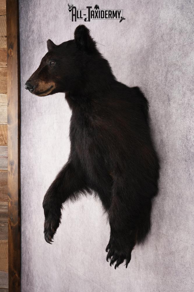 Half Body Black Bear SKU 2936 - Image 7