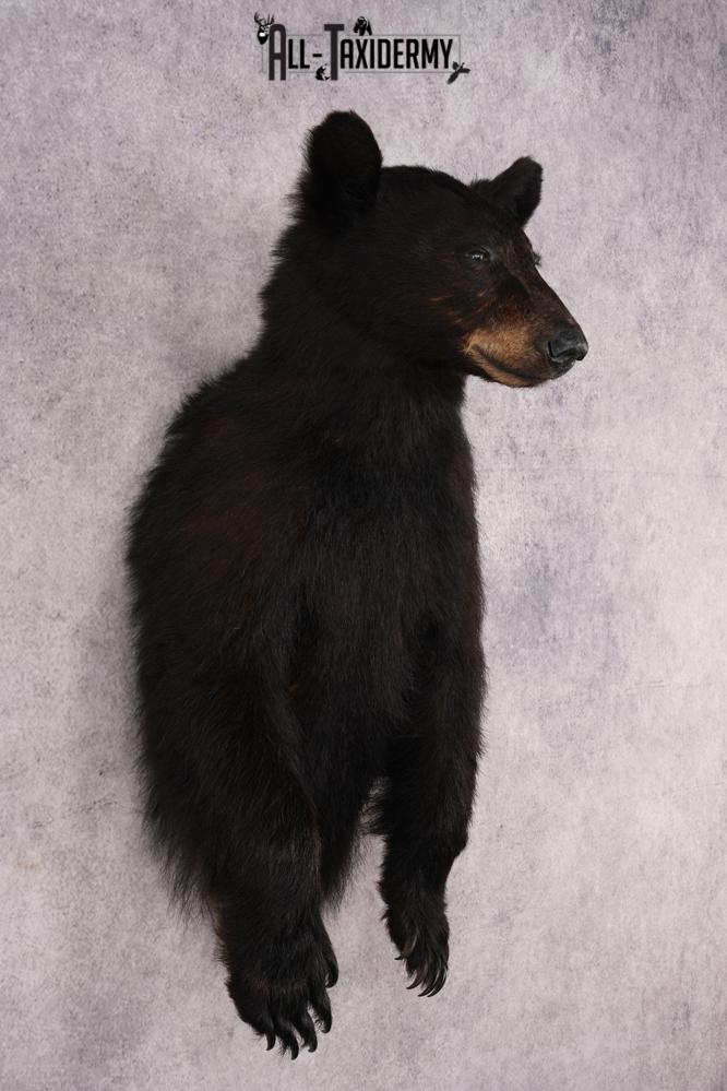 Half Body Black Bear SKU 2936 - Image 6
