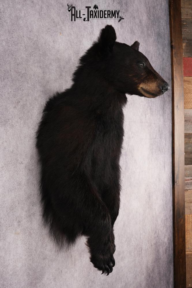 Half Body Black Bear SKU 2936 - Image 5