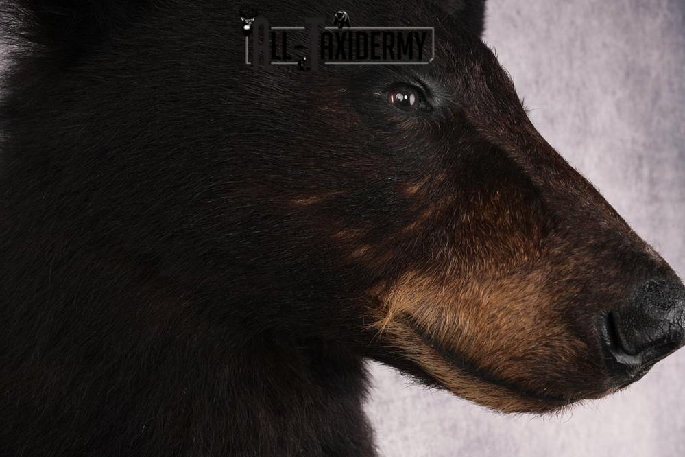 Half Body Black Bear SKU 2936 - Image 4