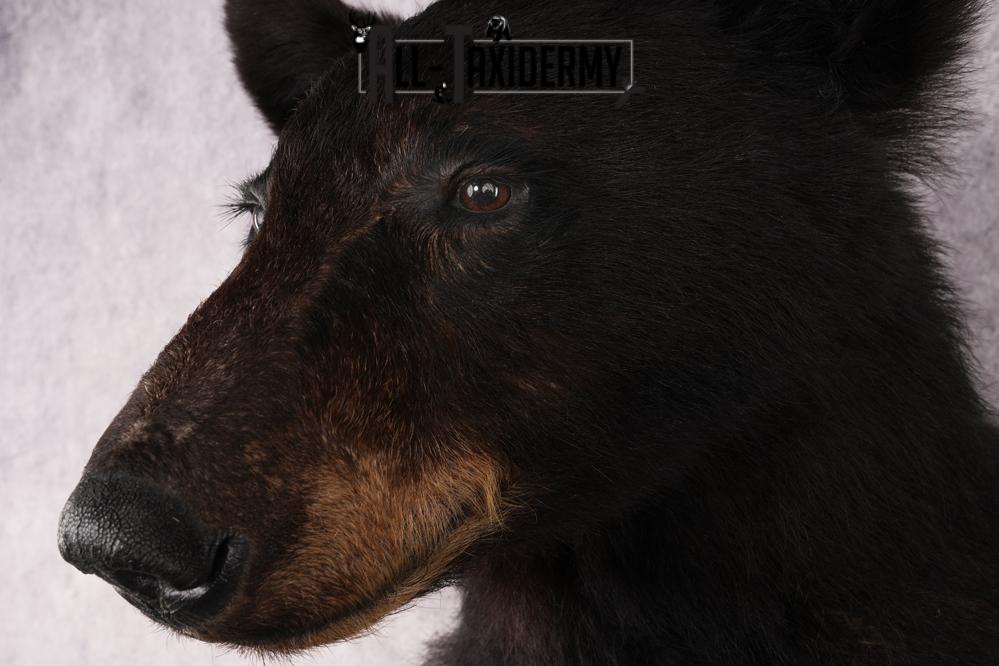 Half Body Black Bear SKU 2936 - Image 3