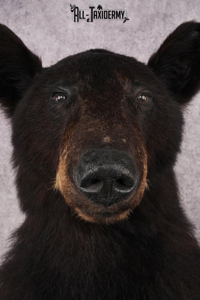 Half Body Black Bear SKU 2936 - Image 2