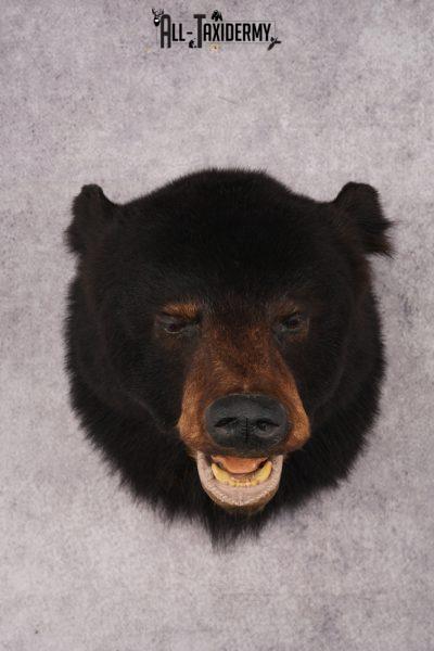 Black Bear Shoulder Mount SKU 2938