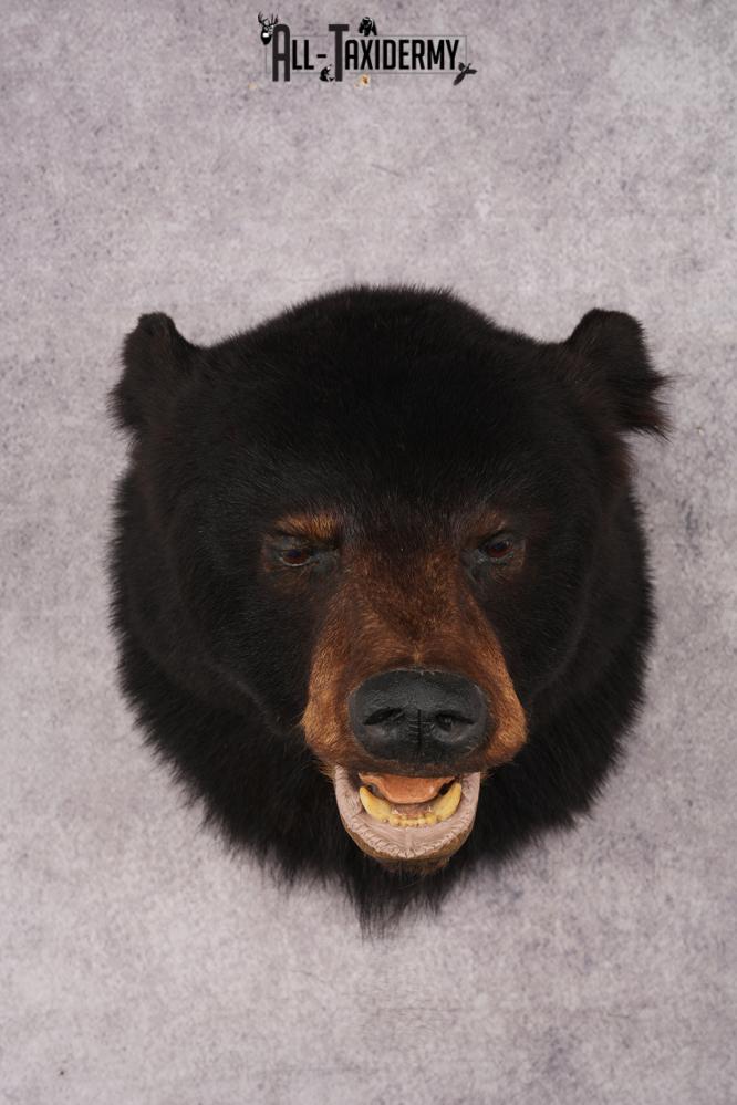 Black Bear Shoulder Mount SKU 2938