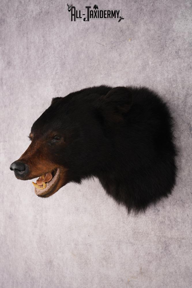 Black Bear Shoulder Mount SKU 2938 - Image 8