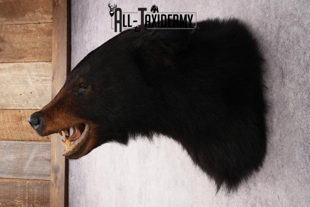 Black Bear Shoulder Mount SKU 2938 - Image 7