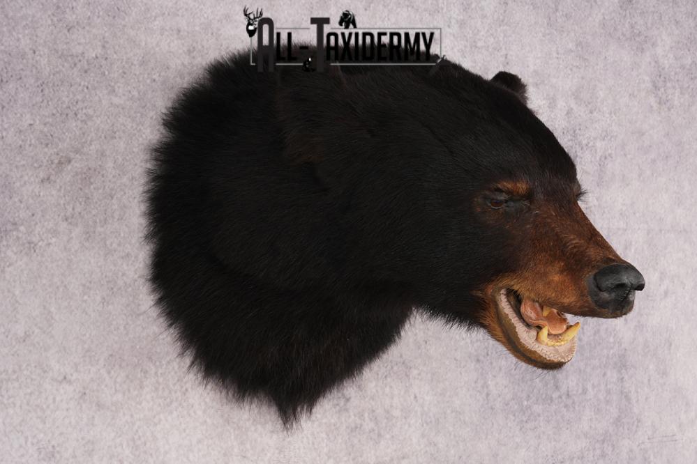Black Bear Shoulder Mount SKU 2938 - Image 6