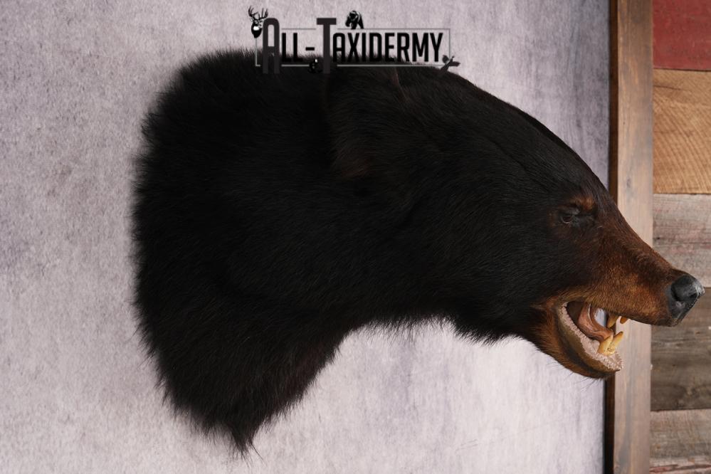 Black Bear Shoulder Mount SKU 2938 - Image 5