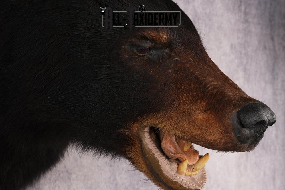 Black Bear Shoulder Mount SKU 2938 - Image 4