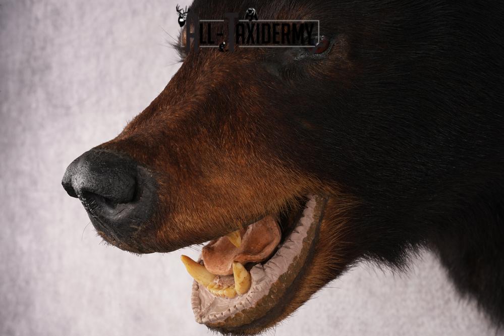 Black Bear Shoulder Mount SKU 2938 - Image 3