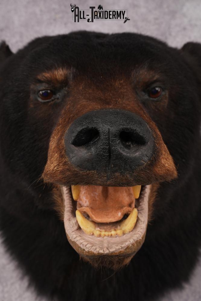 Black Bear Shoulder Mount SKU 2938 - Image 2