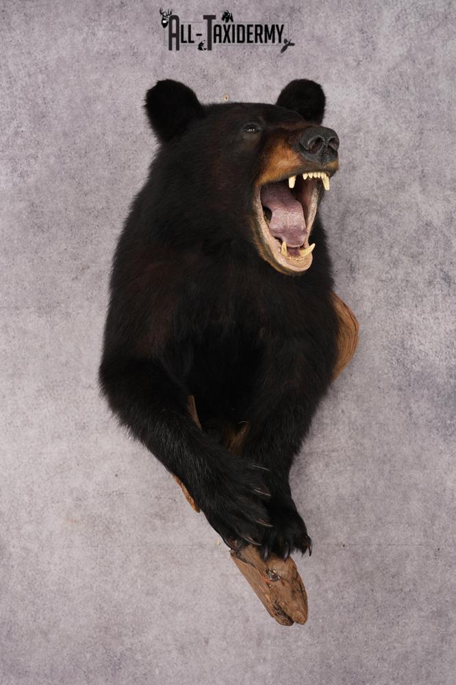 Half Body Black Bear SKU 2937