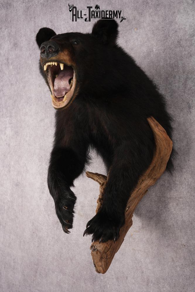 Half Body Black Bear SKU 2937 - Image 11