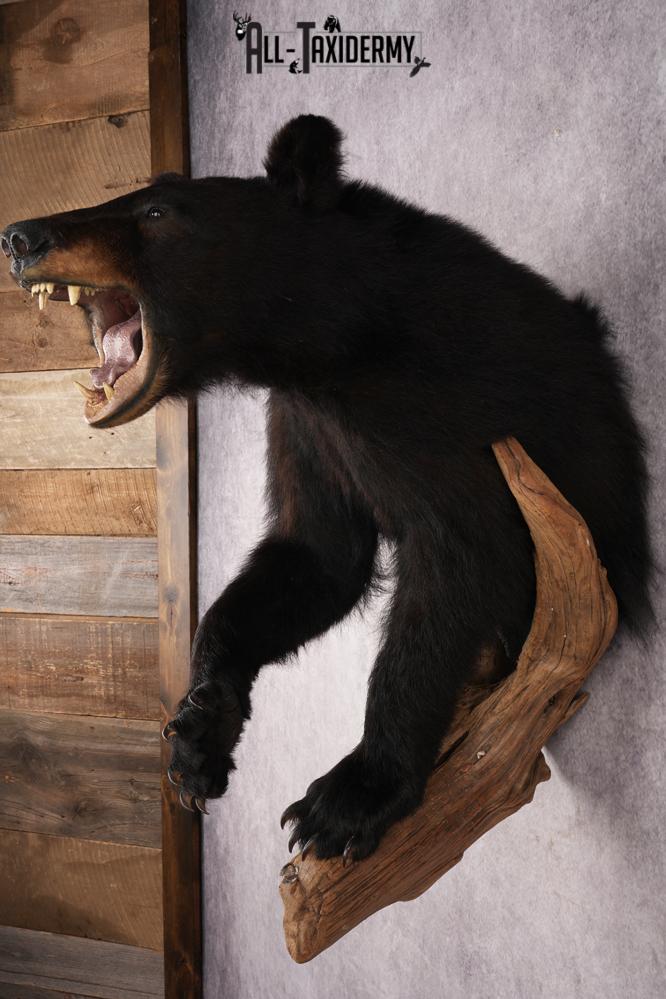 Half Body Black Bear SKU 2937 - Image 10