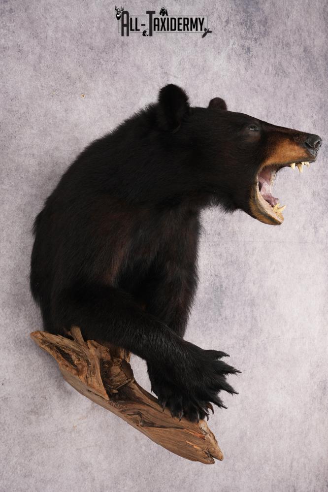 Half Body Black Bear SKU 2937 - Image 9
