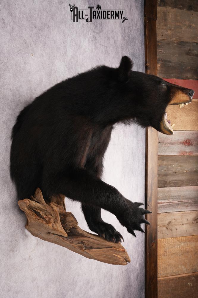 Half Body Black Bear SKU 2937 - Image 8
