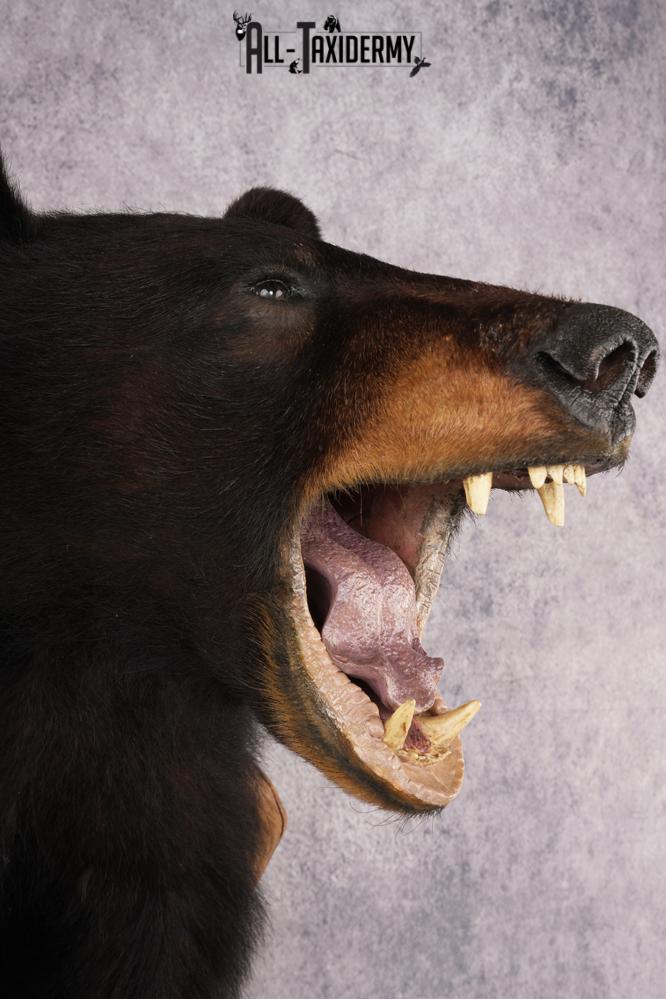 Half Body Black Bear SKU 2937 - Image 7