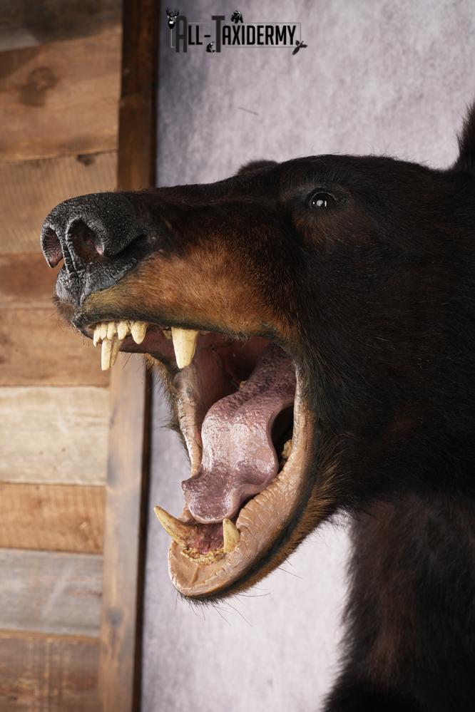 Half Body Black Bear SKU 2937 - Image 6