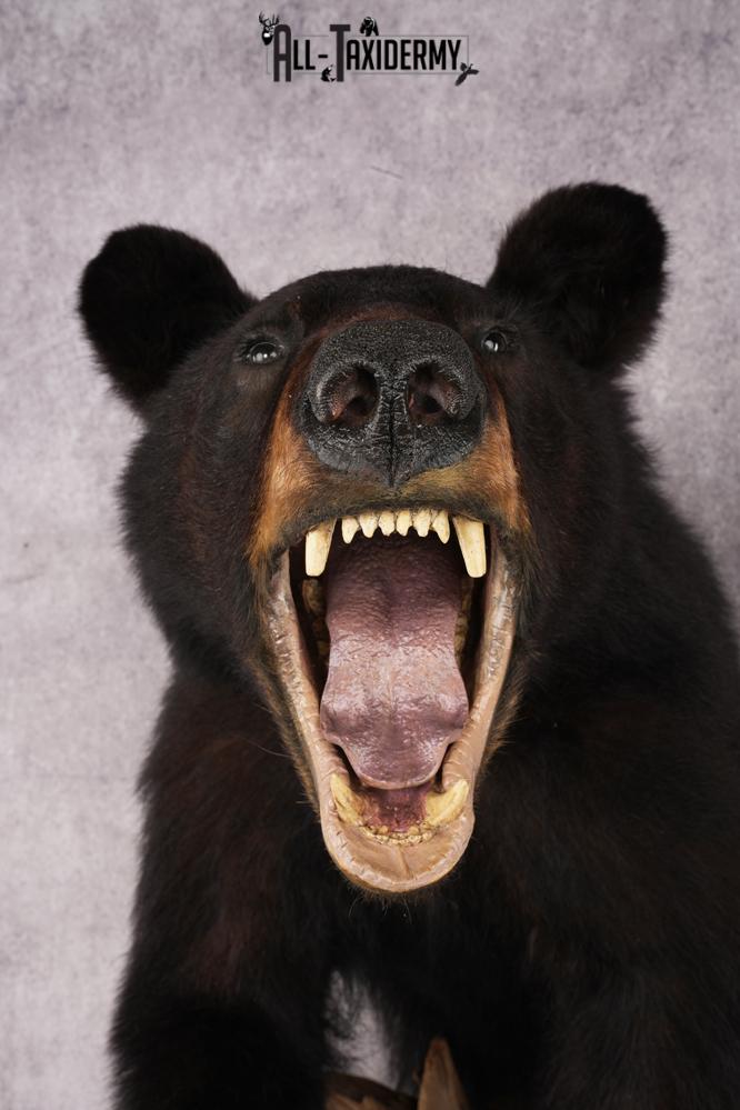 Half Body Black Bear SKU 2937 - Image 5