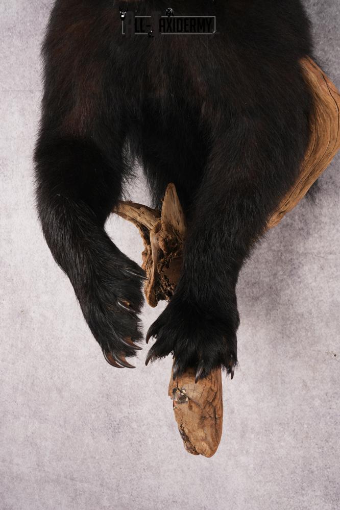 Half Body Black Bear SKU 2937 - Image 4