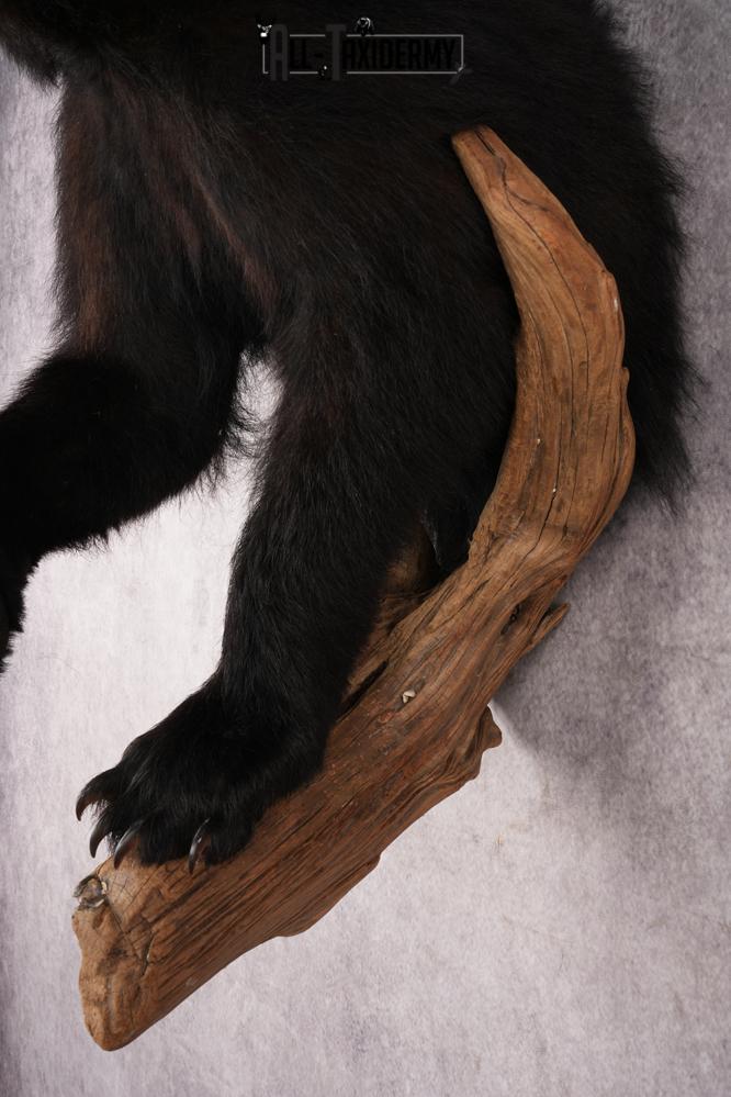 Half Body Black Bear SKU 2937 - Image 2