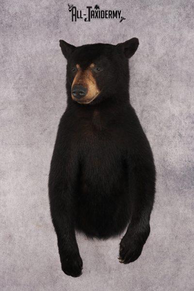 Half Body Black Bear SKU 2973